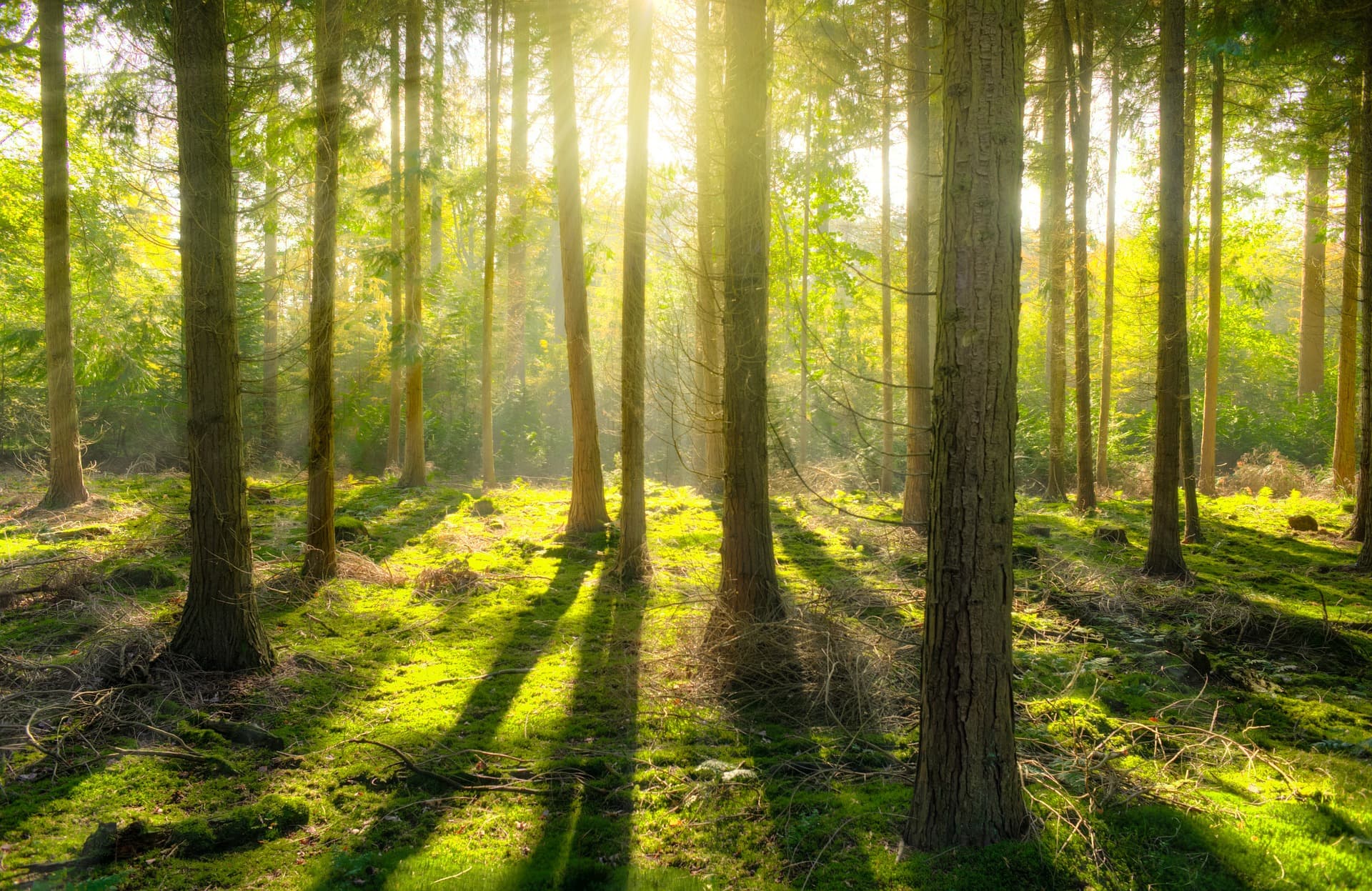 Wood: a material that grows with solar energy